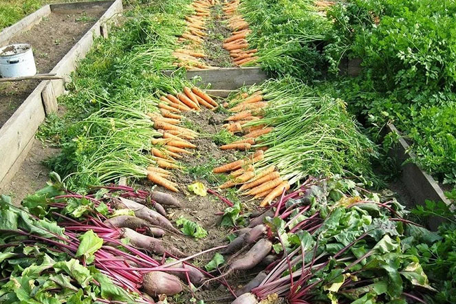 Секреты урожайных грядок